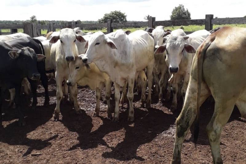 Foto: Reprodução/Secom Pará