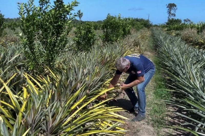 Foto: Reprodução/Secom Pará