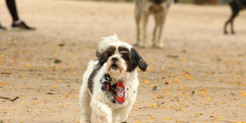 © Rovena Rosa/Agência Brasil