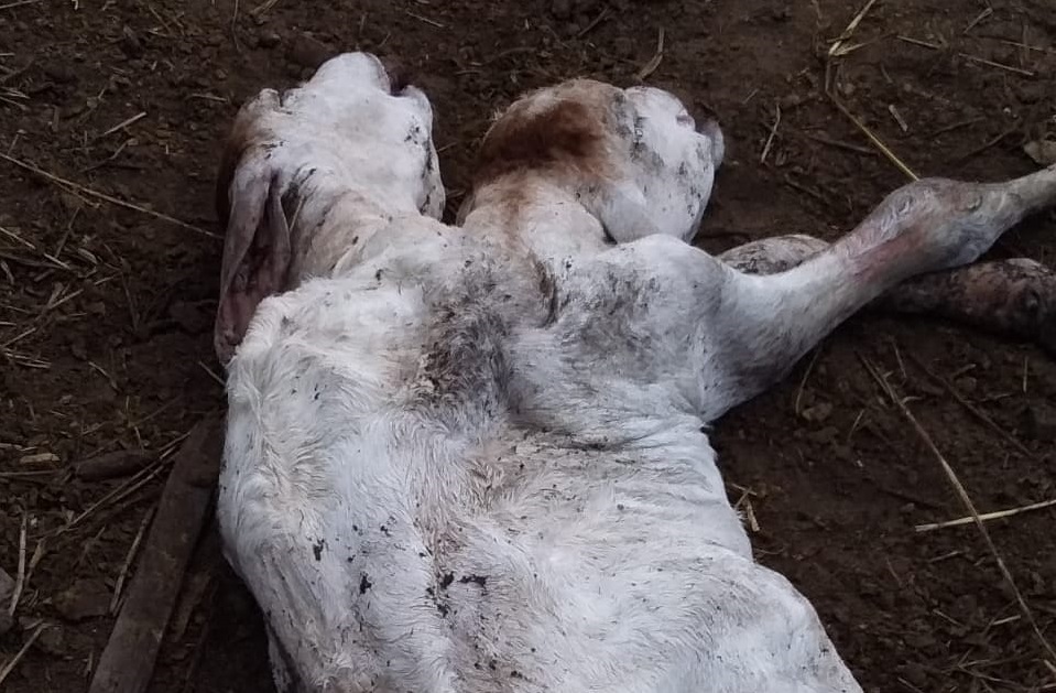 Reprodução/Redes sociais