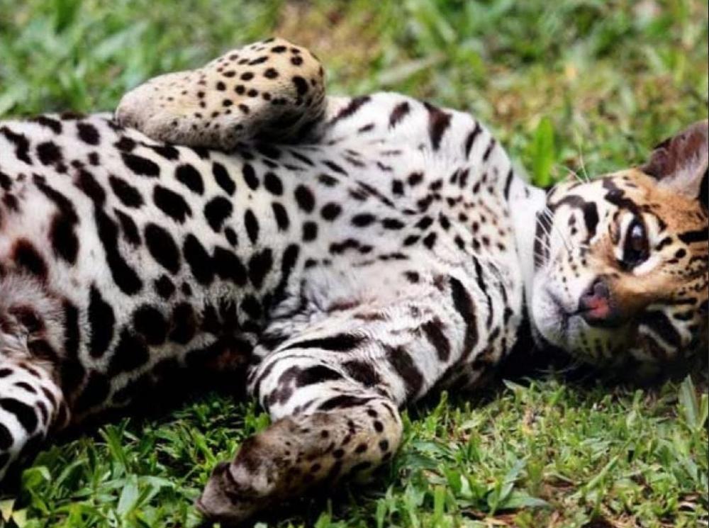 Foto: Ilustração internet