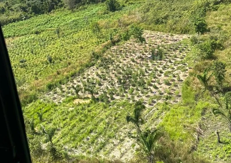 Operação destrói plantações de maconha. — Foto: Divulgação/PF
