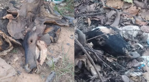 Carcaças de bovinos foram encontradas em vários pontos da vicinal dos baianos — Foto: Polícia Civil / Divulgação