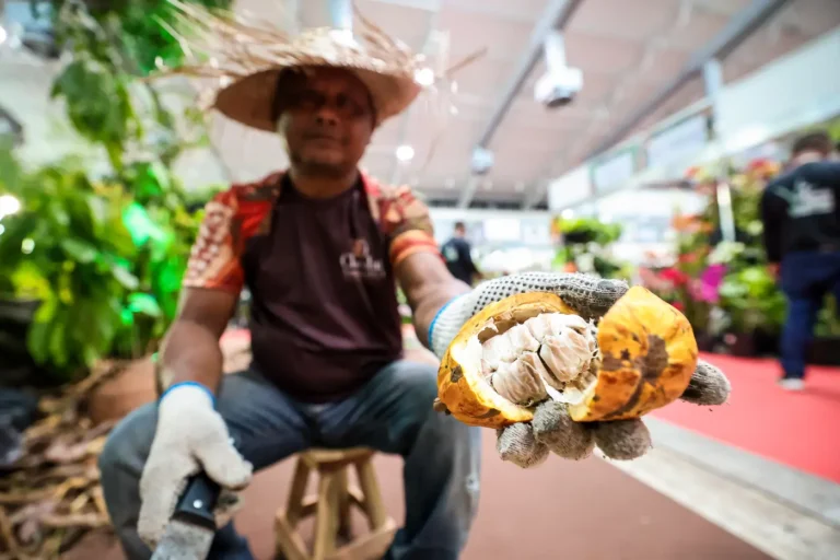 Pará impulsiona cadeia do cacau com incentivo à produção e fomento à exportação